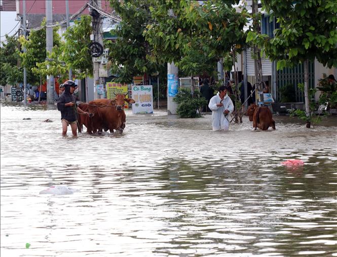 Người dân ở xã Phước Dinh di chuyển vật nuôi đến nơi cao ráo tránh lũ sáng 20/11. Ảnh: Công Thử - TTXVN
