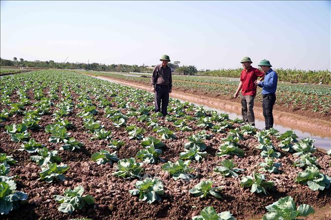 Cán bộ Chi cục Trồng trọt và Bảo vệ thực vật tỉnh Hưng Yên thị sát tiến trình sinh trưởng, phát triển của cây vụ Đông tại Thư Vũ (tỉnh Hưng Yên). Ảnh: Nguyễn Công Hải - TTXVN