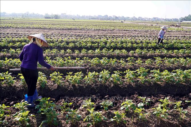 Người dân thôn Đô Lương, xã Vũ Quý (tỉnh Hưng Yên) chăm thúc cho cây khoai tây vụ Đông. Ảnh: Nguyễn Công Hải - TTXVN