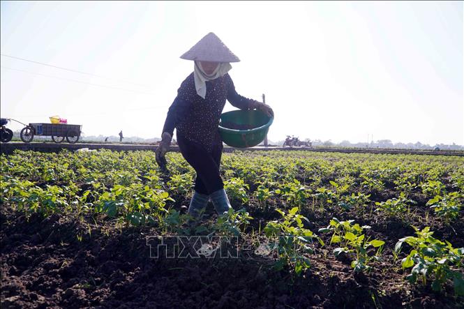Người dân thôn Đô Lương, xã Vũ Quý (tỉnh Hưng Yên) bón thúc cho cây khoai tây vụ Đông. Ảnh: Nguyễn Công Hải - TTXVN