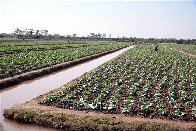 Cánh đồng Bắp cải tại xã Thư Vũ (tỉnh Hưng Yên) sinh trưởng, phát triển tốt. Ảnh: Nguyễn Công Hải - TTXVN