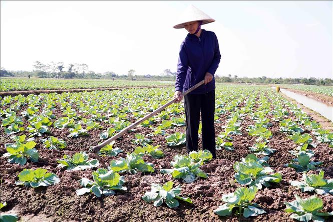 Người dân xã Thư Vũ (tỉnh Hưng Yên) chăm sóc cây bắp cải vụ Đông. Ảnh: Nguyễn Công Hải - TTXVN