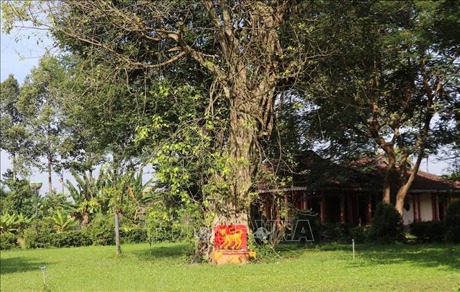 Cây đa cùng ngôi đình hơn 100 năm tại khu di chỉ khảo cổ Gò Thành, xã Tân Thuận Bình, tỉnh Đồng Tháp. Ảnh: Hữu Chí – TTXVN 