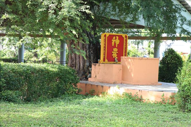 Ngôi miếu cùng cây me hơn 100 năm tuổi tại khu di chỉ khảo cổ Gò Thành, xã Tân Thuận Bình, tỉnh Đồng Tháp. Ảnh: Hữu Chí – TTXVN 