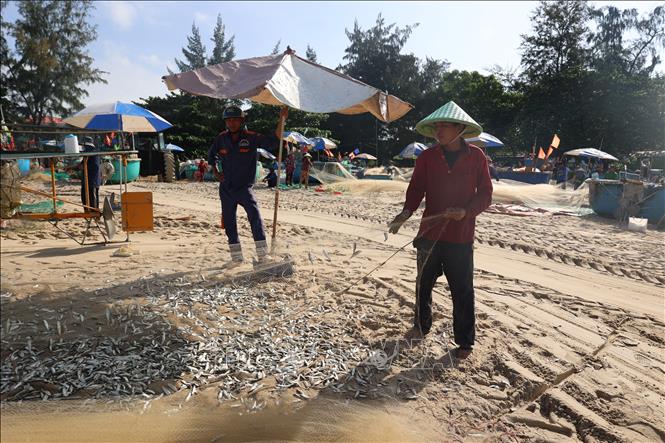 Cá mai thường xuất hiện ở vùng biển TP. Hồ Chí Minh từ tháng 9 âm lịch năm trước đến tháng Giêng âm lịch năm sau. Đây là mùa giúp ngư dân đánh bắt gần bờ có thu nhập ổn định. Ảnh: Hoàng Nhị - TTXVN.