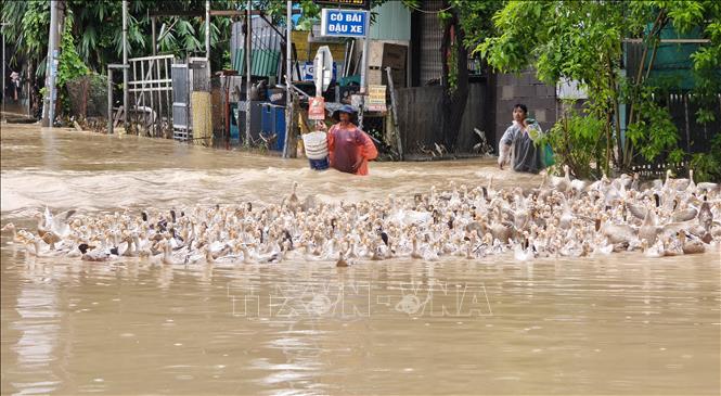 Người dân xã Suối Hiệp (Khánh Hòa) di chuyển đàn vịt chạy lũ. Ảnh: Nguyễn Thành - TTXVN