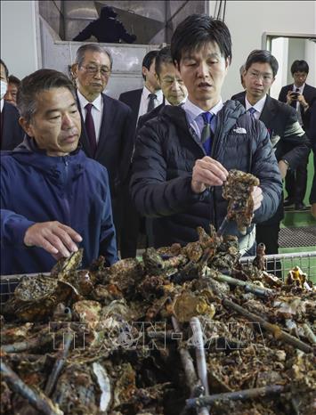 Bộ trưởng Nông nghiệp, Lâm nghiệp và Ngư nghiệp Nhật Bản Norikazu Suzuki (phải, trước) khảo sát một trang trại nuôi hàu ở thành phố Higashihiroshima, tỉnh Hiroshima để đánh giá thiệt hại. Ảnh: Kyodo/TTXVN