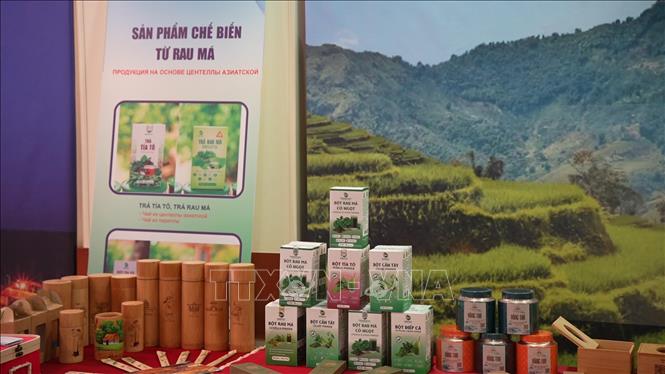 Sản phẩm chế biến từ rau má của tỉnh Thanh Hóa. Ảnh: Trần Hải - PV TTXVN tại Nga