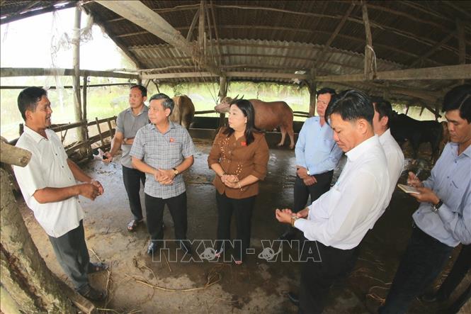 Đoàn khảo sát thực tế tại cơ sở sản xuất Tàu Lung trên địa bàn xã Lương Tâm. Ảnh: Duy Khương - TTXVN
