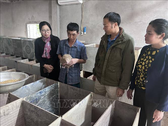 Từ sự hỗ trợ 70 triệu đồng xây dựng mô hình đa dạng hóa sinh kế, tập huấn kỹ thuật của xã trong chăn nuôi, anh Lộc Văn Trung đã hỗ trợ cho gần 20 hộ gia đình cùng nuôi dúi trong bản. Ảnh: Bích Huệ - TTXVN