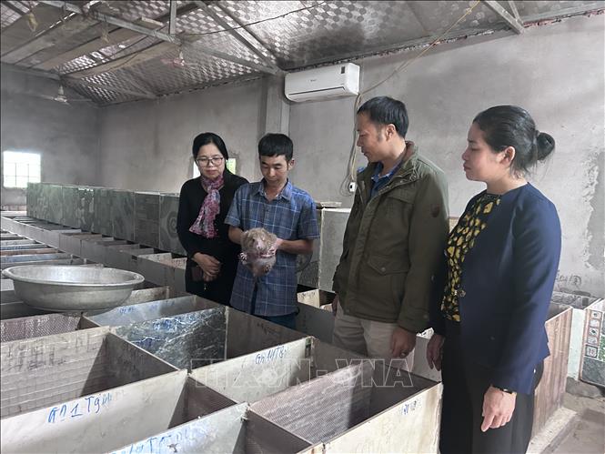 Các địa phương miền núi Nghệ An đã linh hoạt triển khai các mô hình của dự án dựa trên đặc thù kinh tế, địa hình và thế mạnh của từng vùng. Ảnh: Bích Huệ - TTXVN