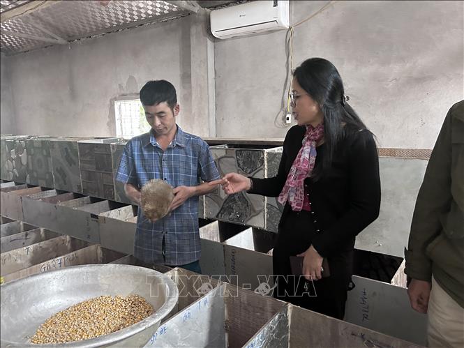 Chuồng nuôi của gia đình anh Lộc Văn Trung, bản Yên Hòa, xã Môn Sơn. Ảnh: Bích Huệ - TTXVN