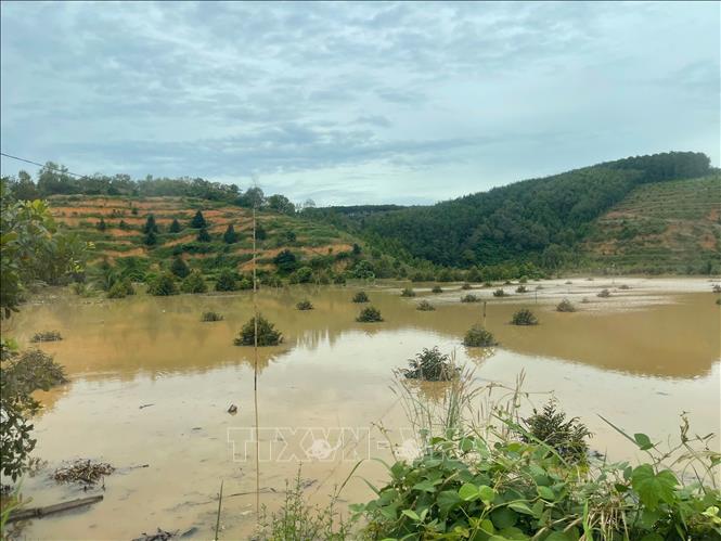 Cây trồng bị ngập sâu trong nước do ảnh hưởng thủy điện Đồng Nai 5 xả lũ. Ảnh: K GỬIH-TTXVN