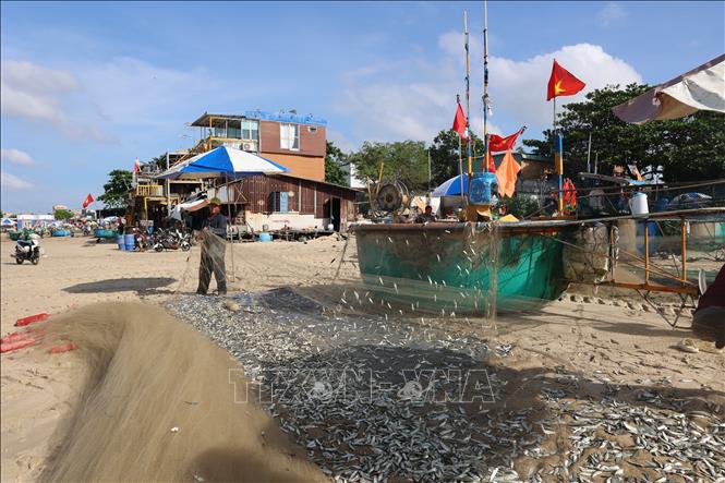 After being shaken from the nets, the fish are rinsed in seawater and sold directly to traders on the beach. VNA Photo: Hoàng Nhị 