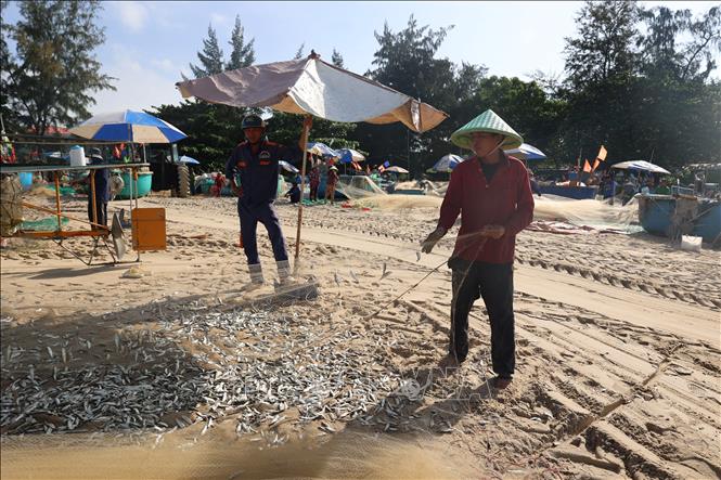 Anchovies typically appear in the coastal waters of Ho Chi Minh City from the ninth lunar month until the first lunar month of the following year, providing a stable source of income for near-shore fishing communities. VNA Photo: Hoàng Nhị