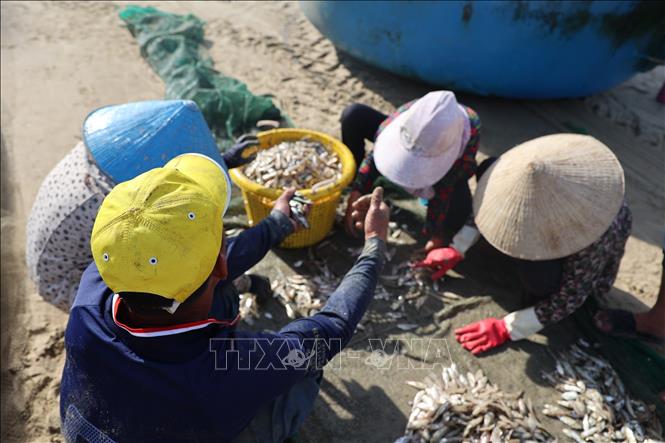 Fresh anchovy catches are weighed and purchased on the spot at Long Hai Beach. VNA Photo: Hoàng Nhị