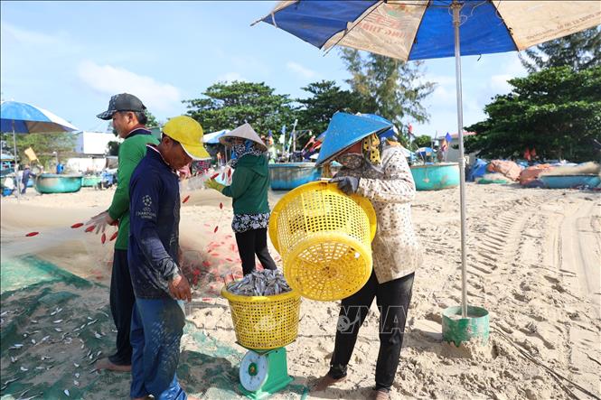 Fresh anchovy catches are weighed and purchased on the spot at Long Hai Beach. VNA Photo: Hoàng Nhị