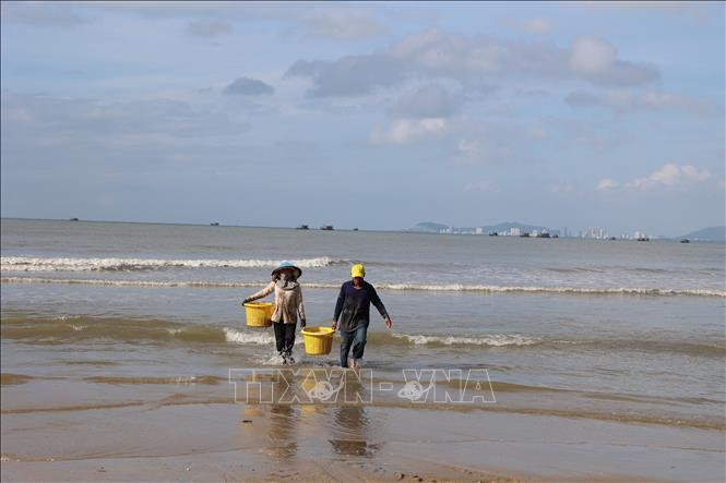 Anchovies typically appear in the coastal waters of Ho Chi Minh City from the ninth lunar month until the first lunar month of the following year, providing a stable source of income for near-shore fishing communities. VNA Photo: Hoàng Nhị