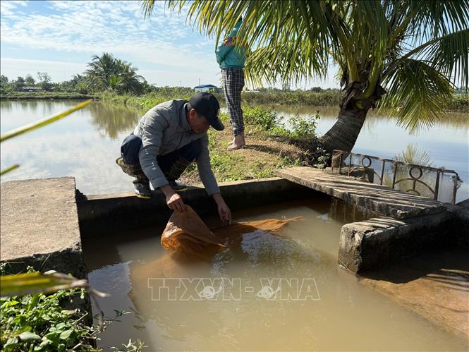 Người dân đang kéo lưới để thu hoạch rươi ở xã Vĩnh Thuận, thành phố Hải Phòng. Ảnh Tiến Vĩnh – TTXVN
