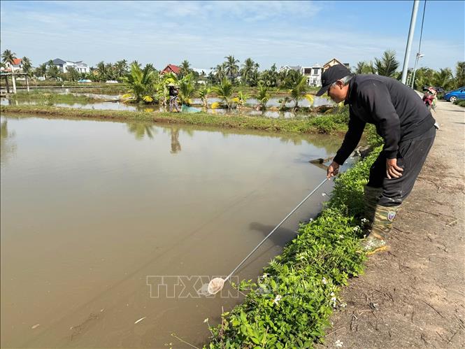 Ông Nguyễn Văn Tuyến, vùng kinh tế mới xã Vĩnh Thuận đang vớt rươi tại ruộng của gia đình. Ảnh Tiến Vĩnh – TTXVN 