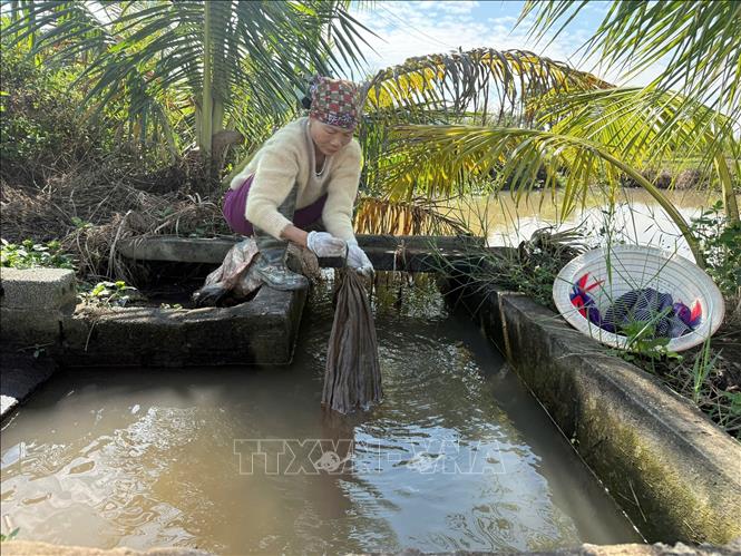 Bà Nguyễn Thị Tẹo, vùng kinh tế mới, xã Vĩnh Thuận đang buộc lại lưới chuẩn bị cho thu hoạch rươi. Ảnh Tiến Vĩnh – TTXVN 