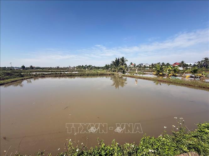 Ruộng rươi bắt đầu vào mùa thu hoạch tại xã Vĩnh Thuận. Ảnh Tiến Vĩnh – TTXVN