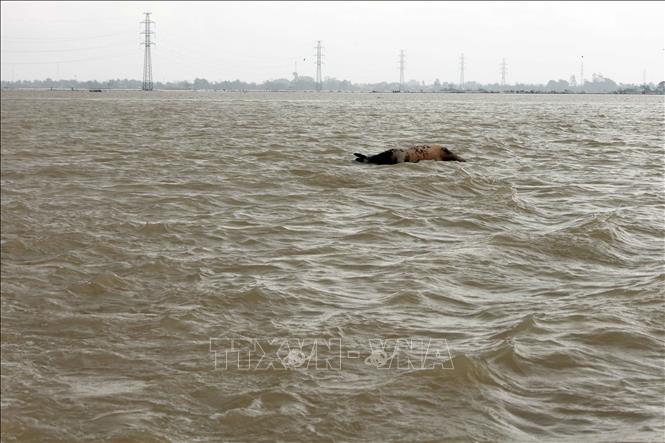 Xác những con bò bị chết do nước lũ. Ảnh: Đỗ Trưởng - TTXVN