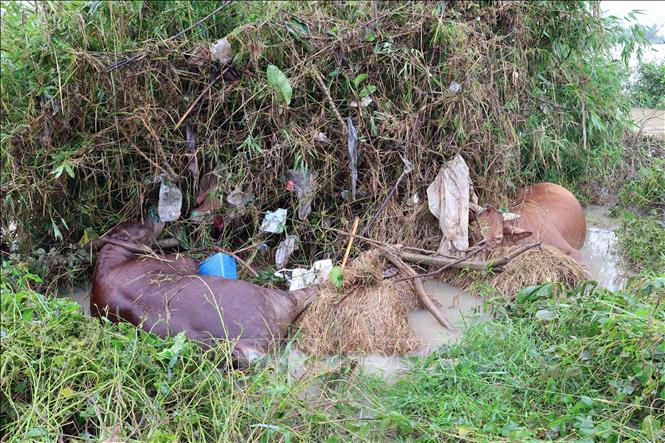 Xác những con bò bị chết do nước lũ. Ảnh: Đỗ Trưởng – TTXVN

