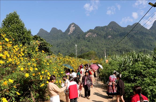 Local residents and visitors stroll and take photos along wild-sunflower-lined roads.
Photo: Duc Tho – VNA
