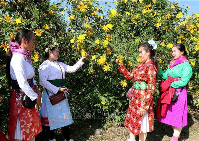 Local residents and visitors stroll and take photos along wild-sunflower-lined roads.
Photo: Duc Tho – VNA
