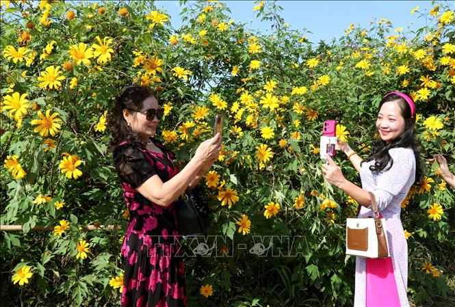 Local residents and visitors stroll and take photos along wild-sunflower-lined roads. Photo: Duc Tho – VNA
