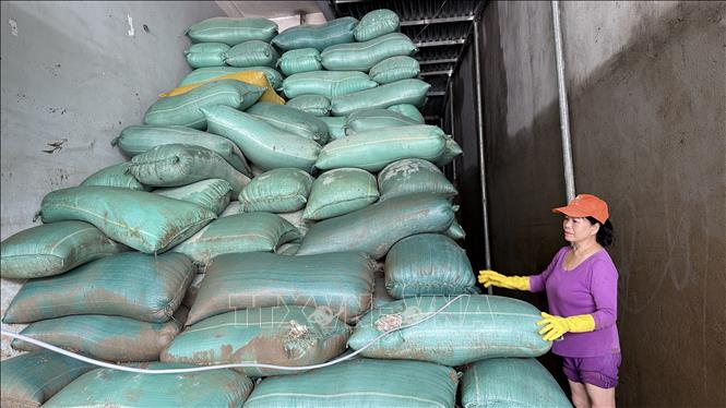 Hơn 300 tấn lúa của một người dân phường Tuy Hoà (Đắk Lắk) bị hư hại do ngâm trong nước nhiều ngày. Ảnh: Tường Quân - TTXVN
