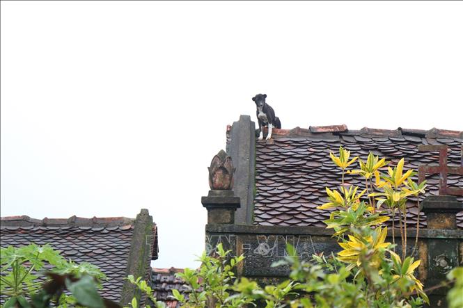 Một khu vực ngập sâu của phường Đông Hòa, nước dâng gần hết nóc nhà trong nhiều ngày nhưng một chú chó vẫn may mắn sống sót. Ảnh: Tuấn Anh - TTXVN