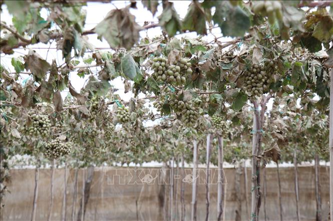 Sau khi nước lũ rút, những vườn nho ở xã Ninh Phước (Khánh Hòa) bị lớp bùn phủ đầy quả, lá vàng úa, cây héo rũ. Ảnh: Nguyễn Thành – TTXVN