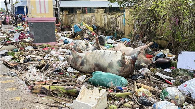  Gia súc chết trôi ngoài đường tại khu phố Quy Hậu (phường Tuy Hoà). Ảnh: Tường Quân - TTXVN
