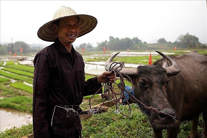 A farmer with his buffalo in Van Son commune. VNA Photo: Trọng Đạt