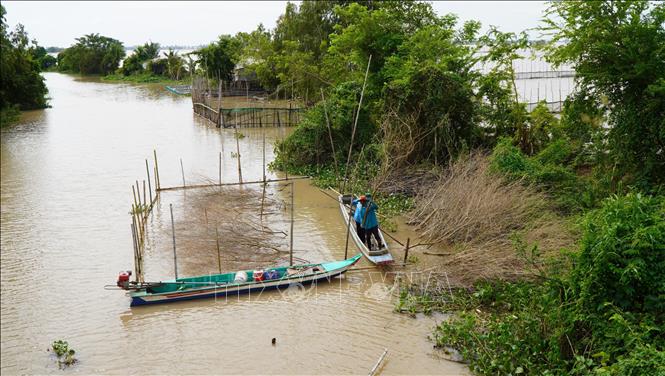 Người dân chất chà để bắt cá trên tuyến kênh thuộc xã Thường Phước, tỉnh Đồng Tháp. Ảnh: Nhựt An - TTXVN                              