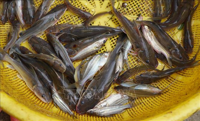 Người dân đánh bắt được nhiều loại cá vào cuối mùa lũ ở vùng đầu nguồn của tỉnh Đồng Tháp. Ảnh: Nhựt An - TTXVN