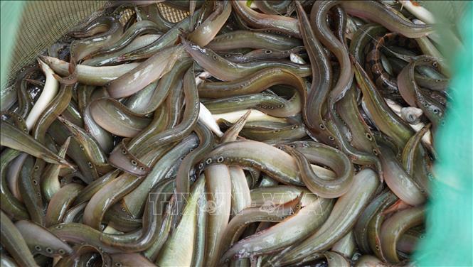Cá chạch hiện có giá hơn 200 nghìn đồng/kg. Ảnh: Nhựt An - TTXVN