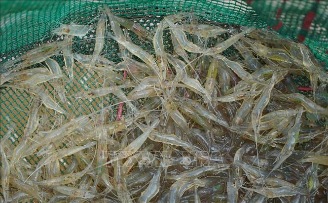 Tép bắt được vào cuối mùa lũ ở vùng đầu nguồn của tỉnh Đồng Tháp. Ảnh: Nhựt An - TTXVN