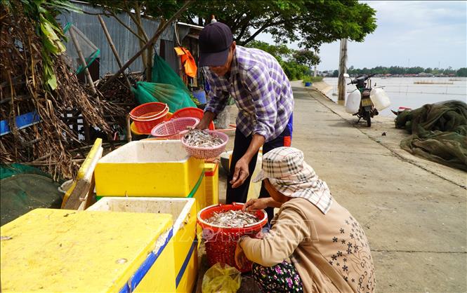 Tiểu thương Đồng Tháp thu mua cá mồi rồi bán lại cho người có nhu cầu ủ nước mắm hay làm thức ăn cho các loại cá nuôi. Ảnh: Nhựt An - TTXVN
