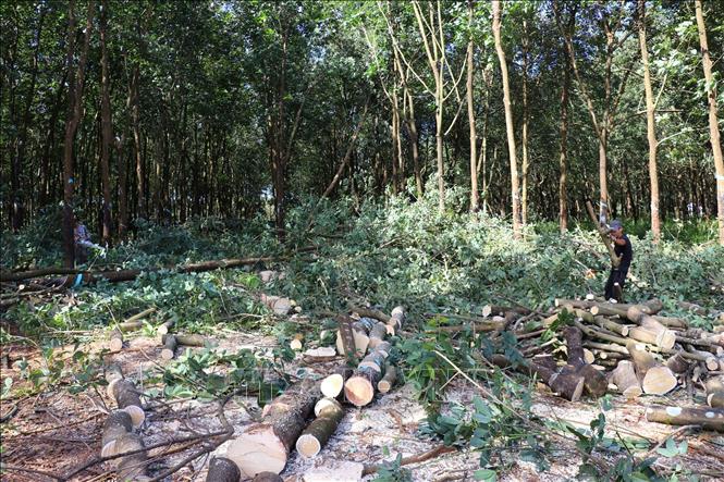 Người dân xã Đồng Tâm thanh lý tài sản để bàn giao mặt bằng cho Dự án Đầu tư xây dựng đường cao tốc Bắc - Nam phía Tây đoạn Gia Nghĩa (Lâm Đồng) - Chơn Thành (Đồng Nai). Ảnh: Nhật Bình - TTXVN.