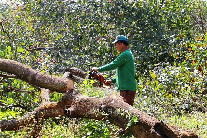 Người dân xã Đồng Tâm, tỉnh Đồng Nai đang thanh lý tài sản để bàn giao mặt bằng cho Dự án Đầu tư xây dựng đường cao tốc Bắc - Nam phía Tây đoạn Gia Nghĩa (Lâm Đồng) - Chơn Thành (Đồng Nai). Ảnh: Nhật Bình – TTXVN