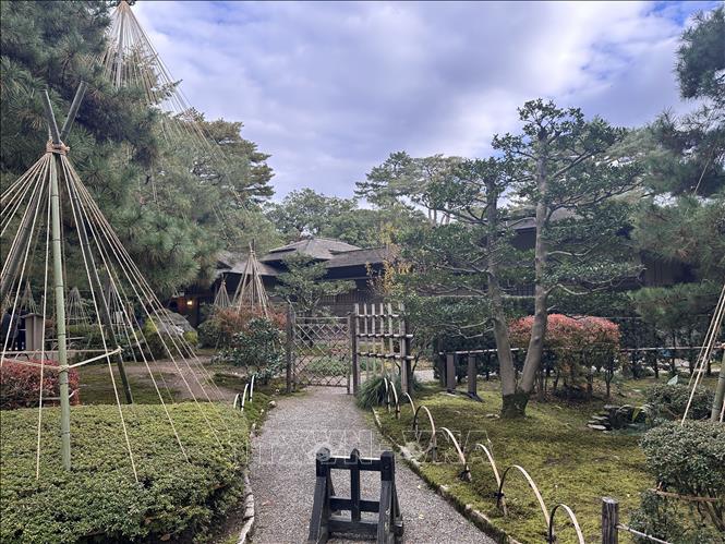 Một nếp nhà tranh cổ kính trong vườn Kenrokuen với những cây thông được bảo vệ bằng cọc tre và dây thừng sắp xếp theo hình nón, gọi là kỹ thuật yukitsuri - tuyết treo. Ảnh: Nguyễn Tuyến – PV TTXVN tại Nhật Bản