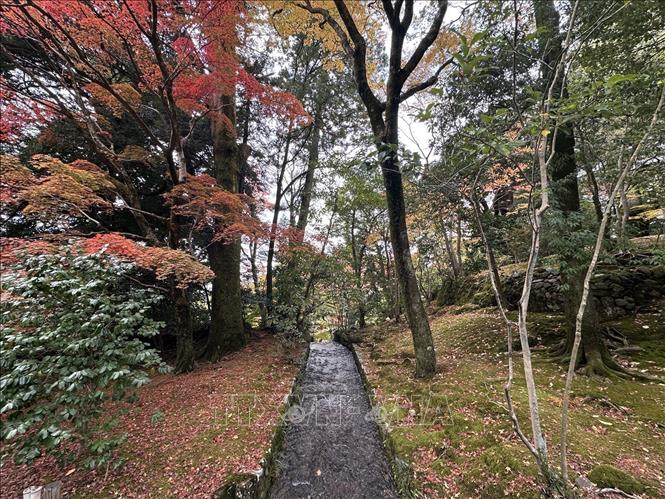 Dòng suối nhỏ dưới những tán lá phong đỏ rực. Ảnh: Nguyễn Tuyến – PV TTXVN tại Nhật Bản