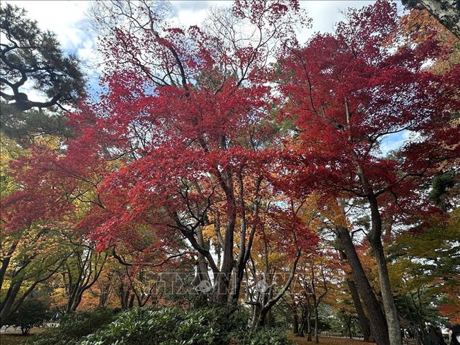 Cảnh quan của Kenrokuen đẹp nhất vào mùa thu. Ảnh: Nguyễn Tuyến – PV TTXVN tại Nhật Bản