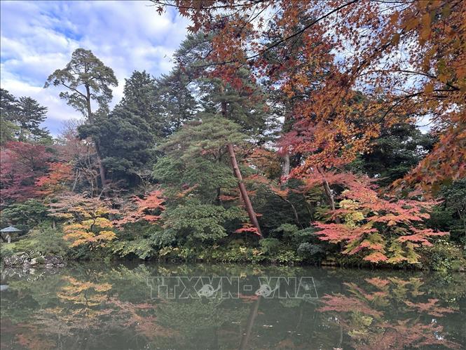 Những cây phong lá đỏ soi mình trong làn nước của hồ Kasumigaike là một trong những cảnh thu đẹp nhất của Kenrokuen. Ảnh: Nguyễn Tuyến – PV TTXVN tại Nhật Bản

