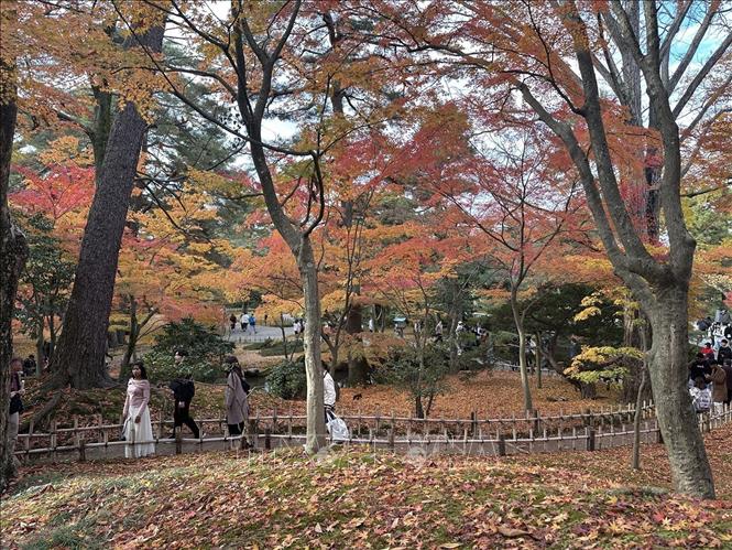 Mùa thu là mùa đẹp nhất tại Kenrokuen. Ảnh: Nguyễn Tuyến – PV TTXVN tại Nhật Bản