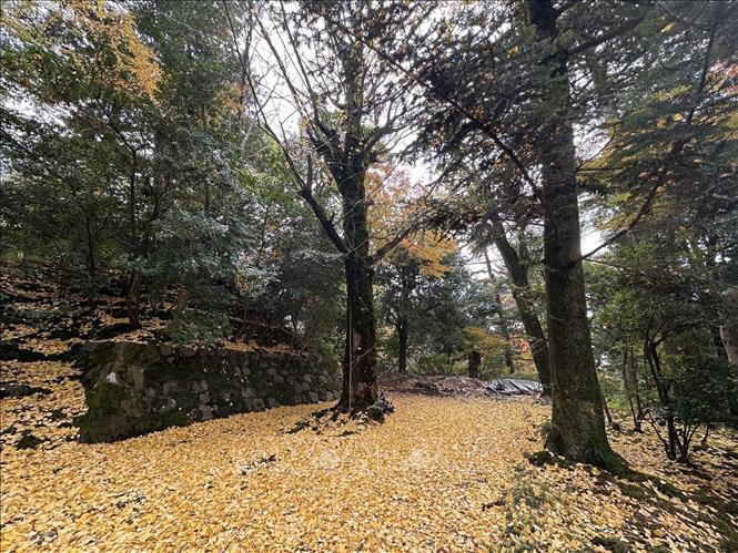 Mưa lớn đêm trước đã khiến cho một khoảng sân của vườn Kenrokuen phủ kín sắc vàng tươi của lá ngân hạnh. Ảnh: Nguyễn Tuyến – PV TTXVN tại Nhật Bản