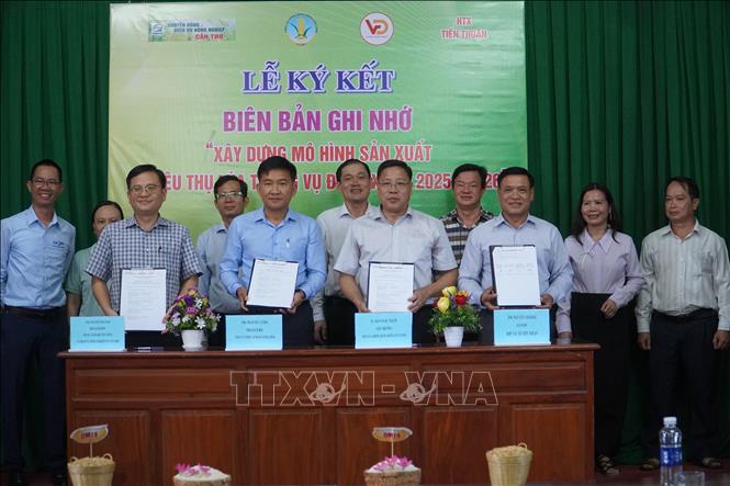 Các bên liên quan cùng ký kết hợp tác sản xuất và tiêu thụ giống lúa OM19. Ảnh: Thu Hiền – TTXVN                        